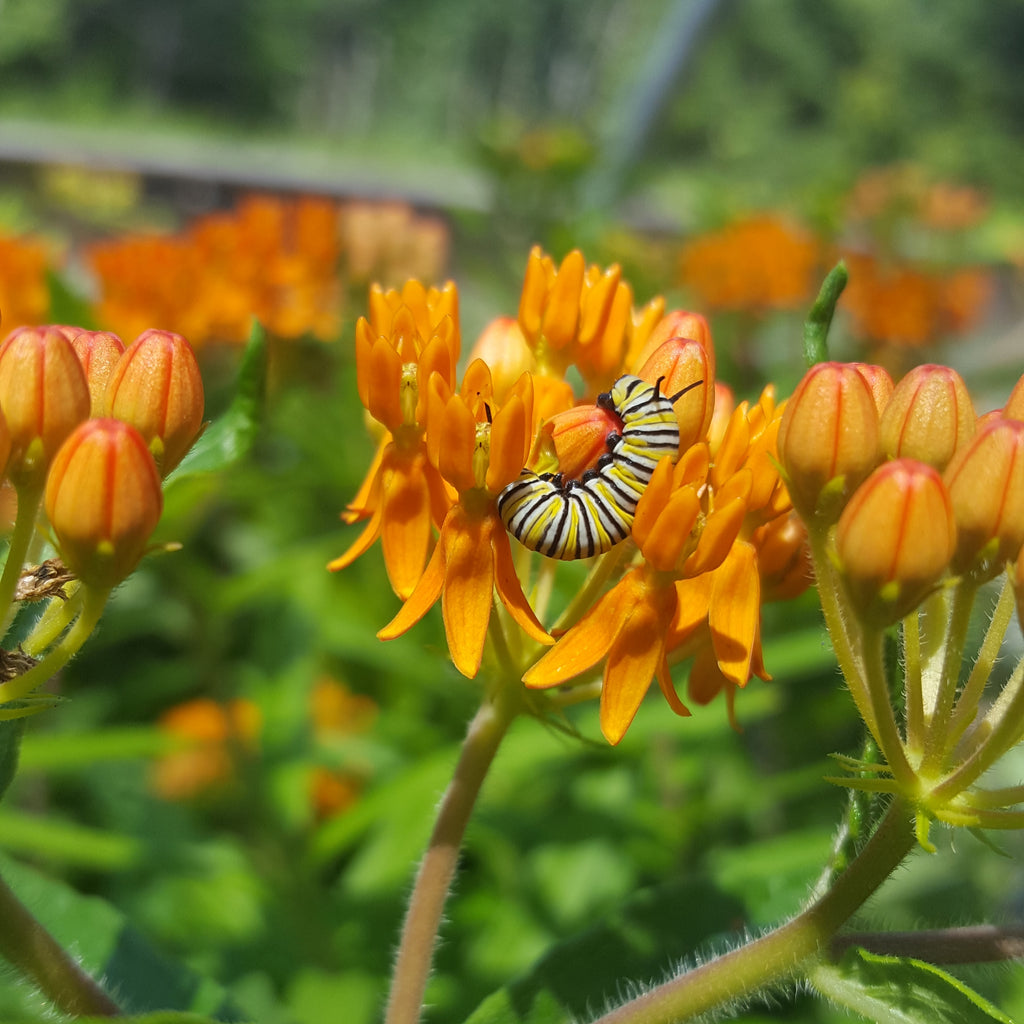 Creating Pollinator-Friendly Gardens