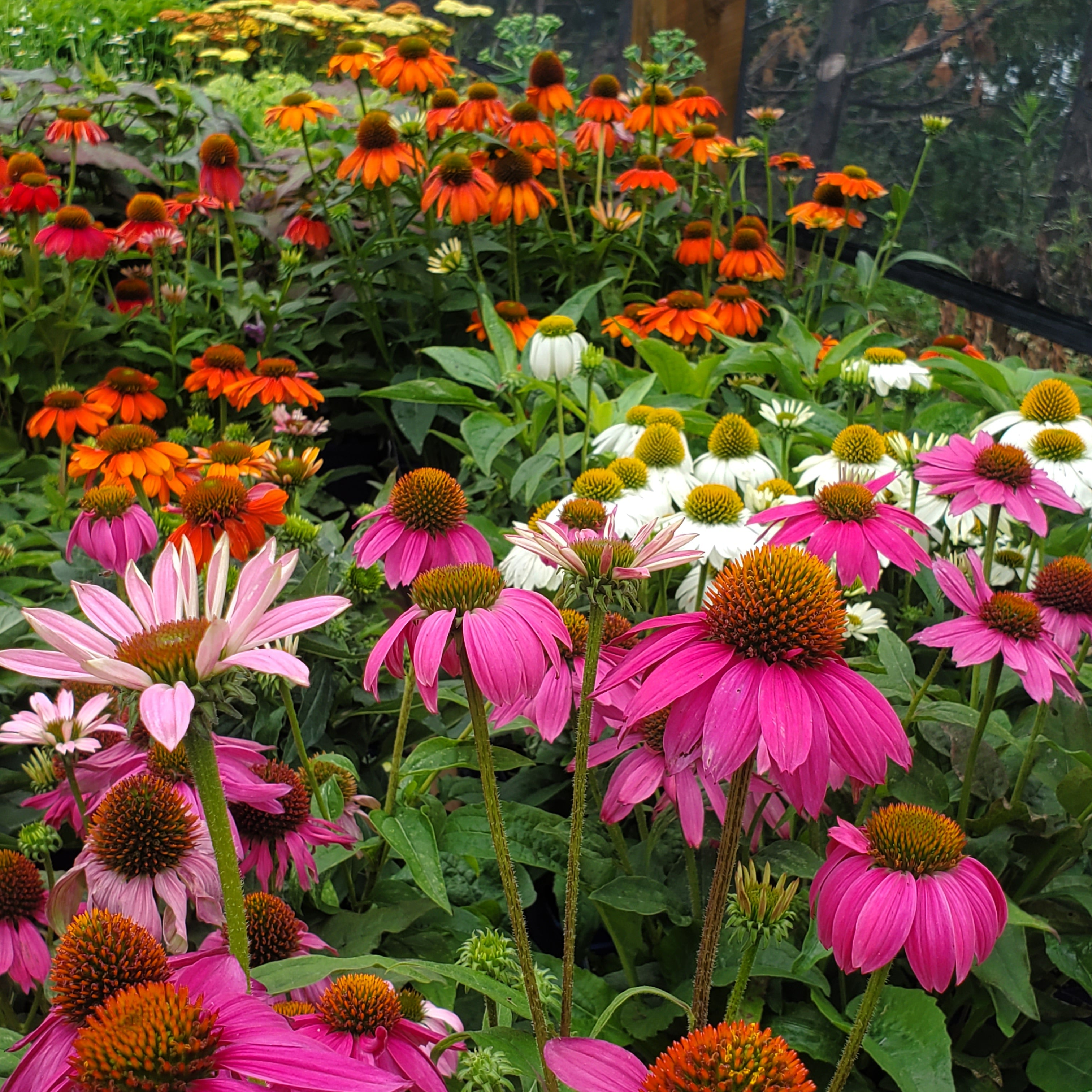 colourful perennial echinacea at southview greenhouse