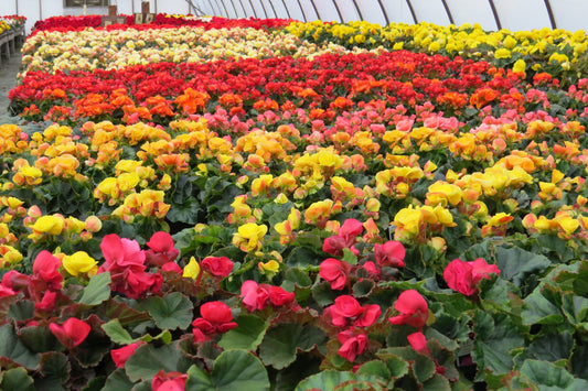 Solenia and Rieger Begonias at Southview Greenhouse 