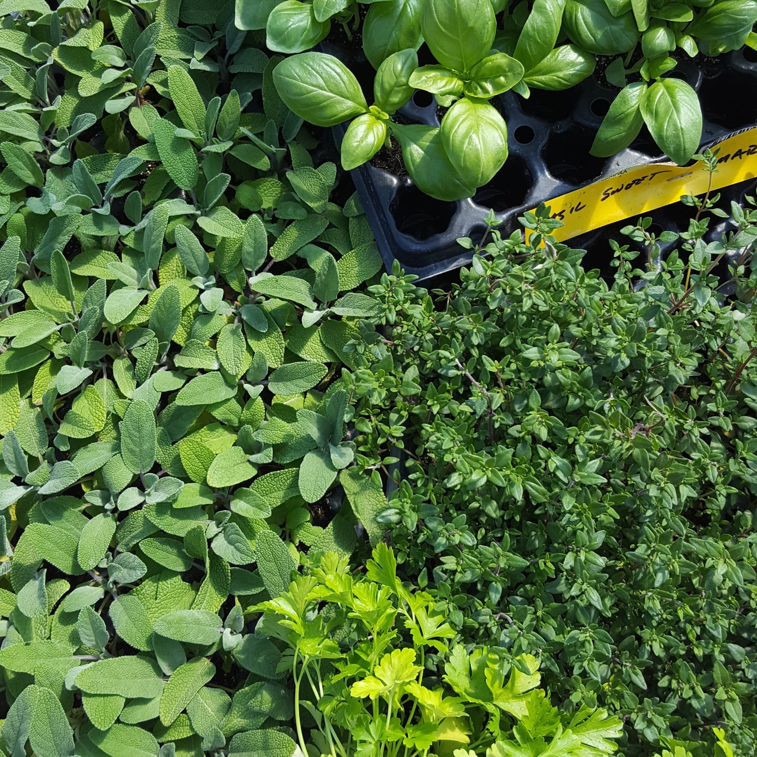 Herbs