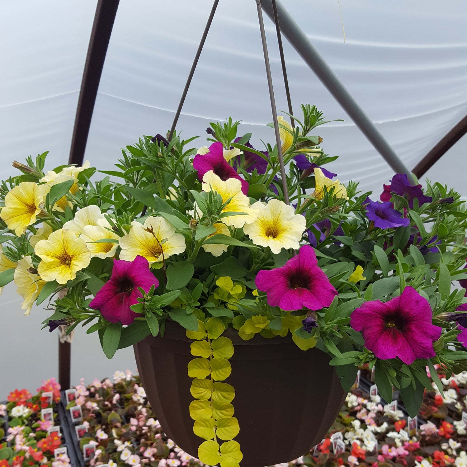 Hanging Baskets & Planters