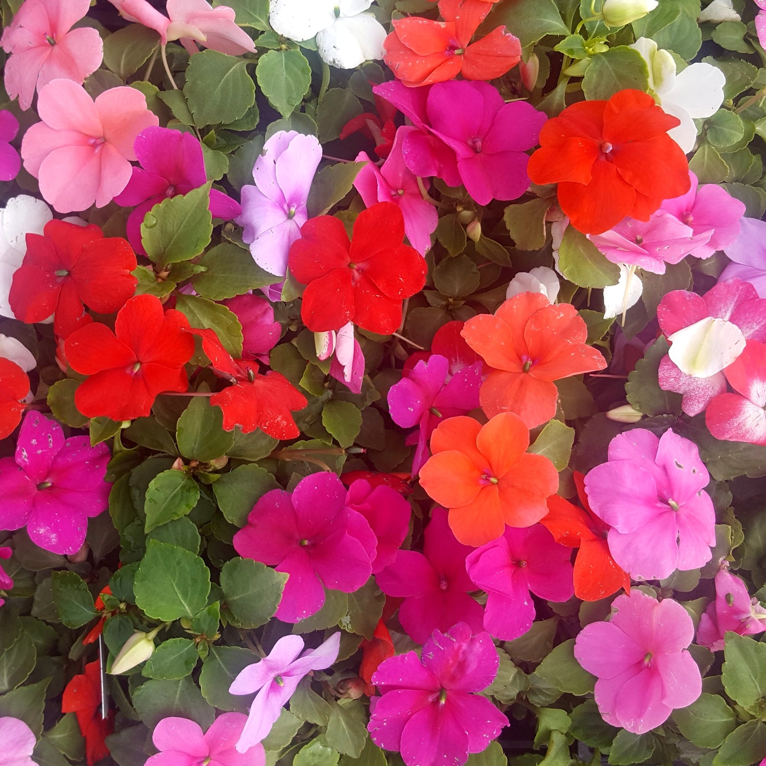 Annuals