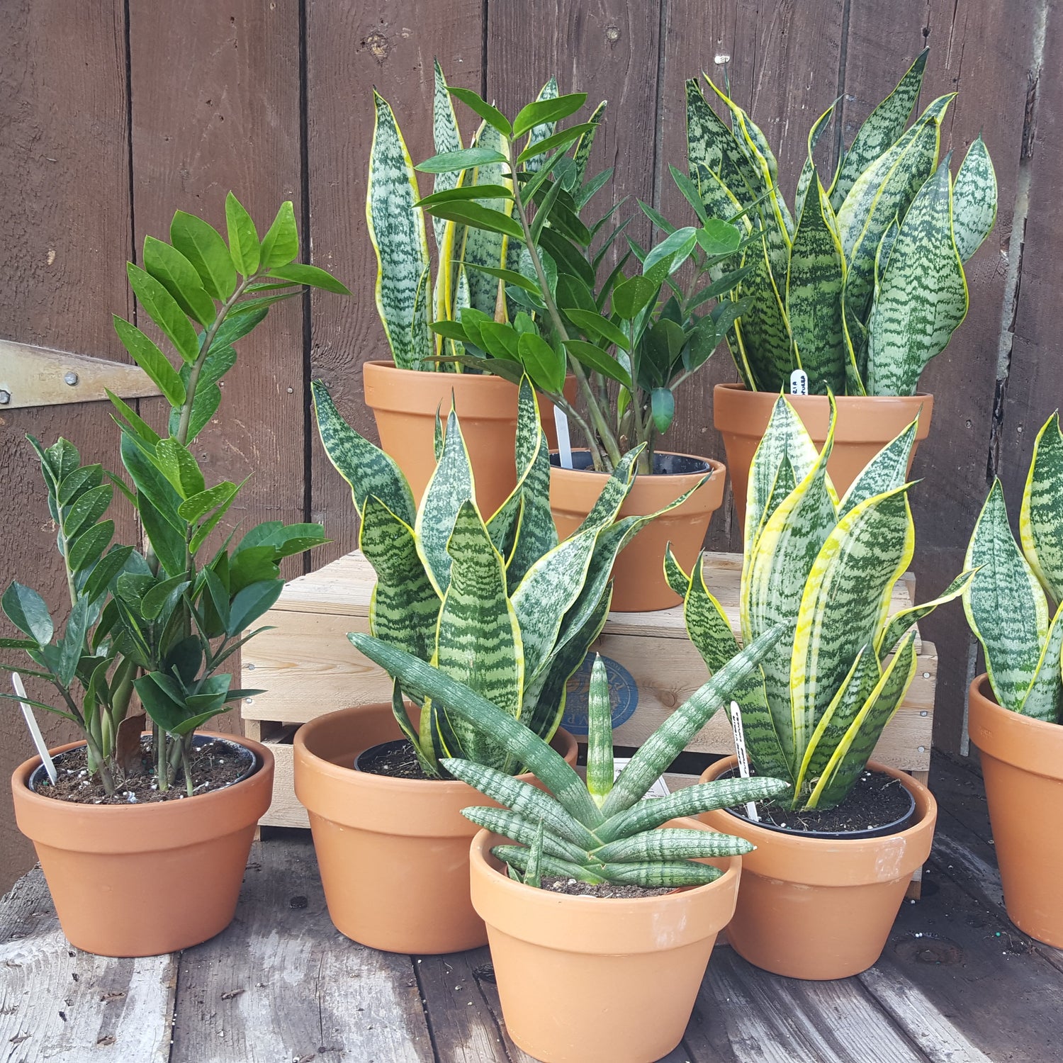 Houseplants