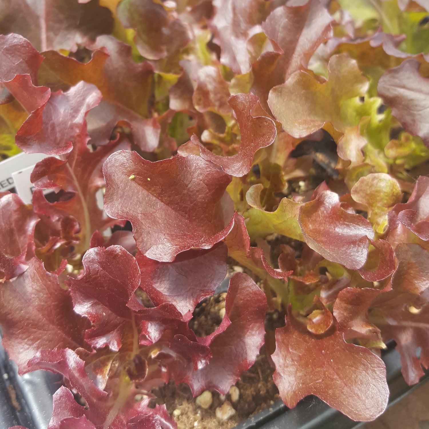 Vegetable Plants
