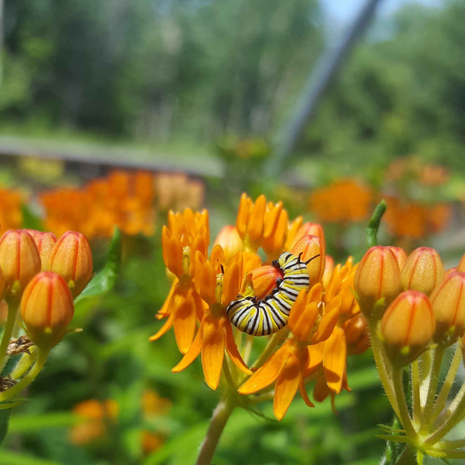 Perennials