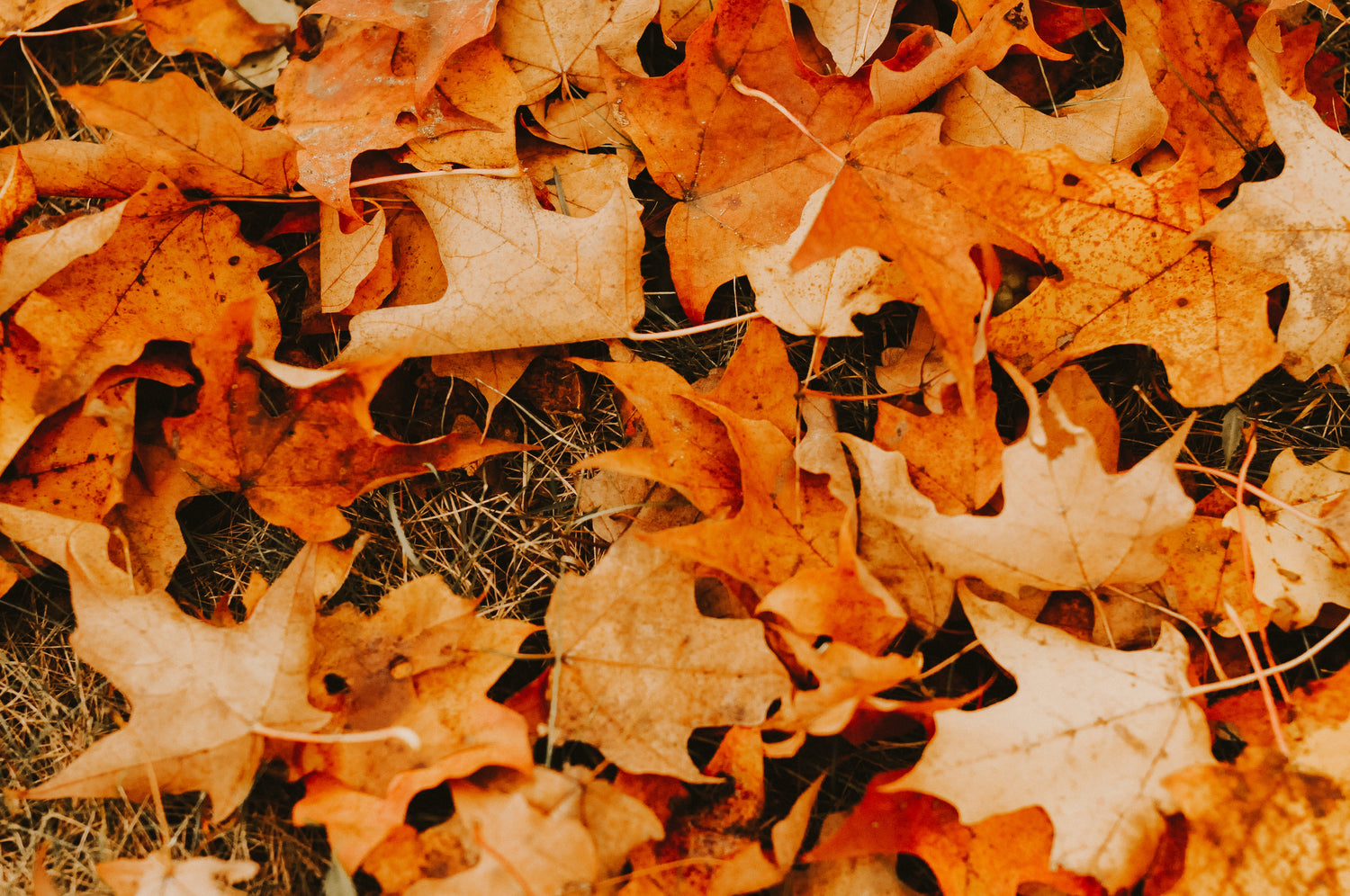Fall Gardening Essentials