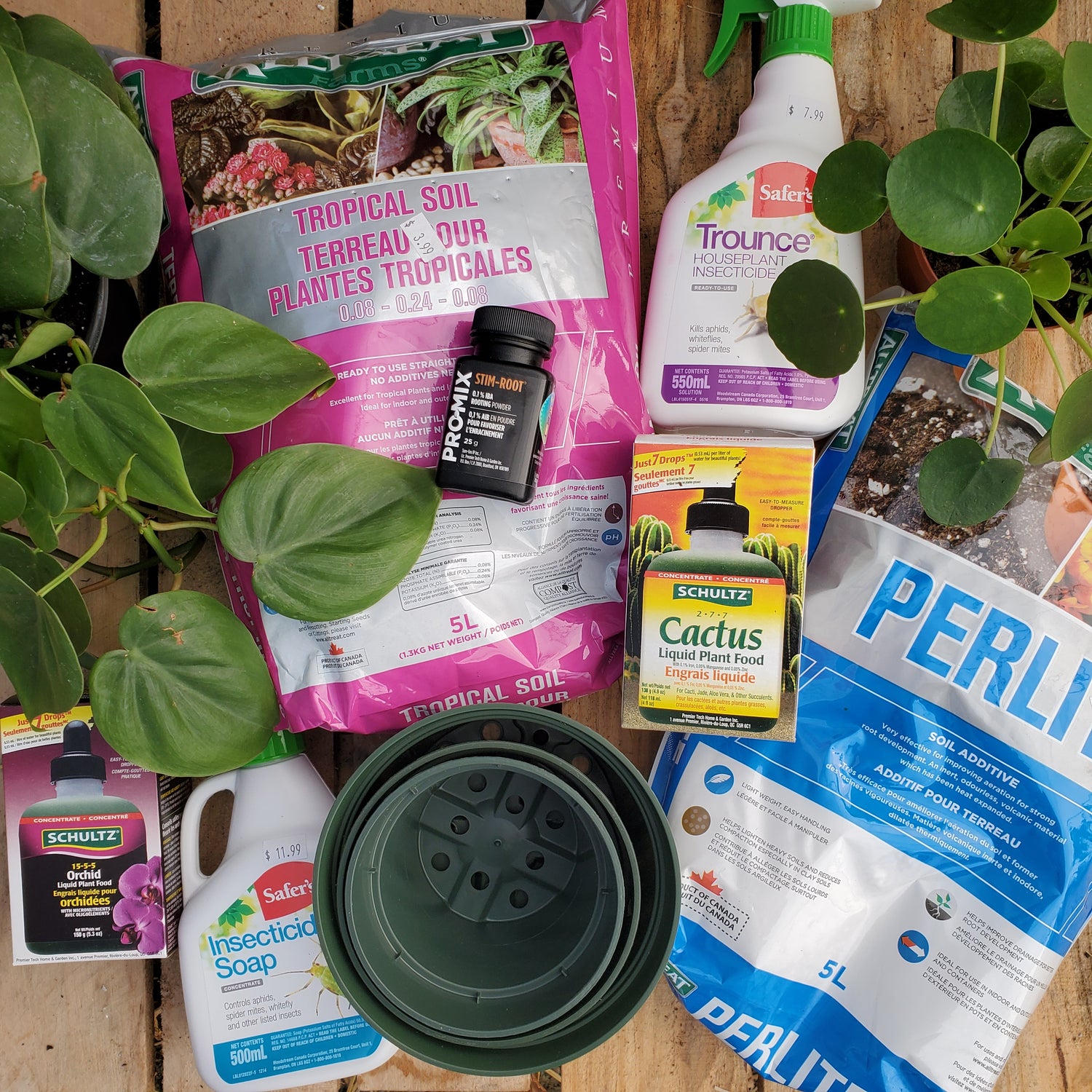 Houseplant Care