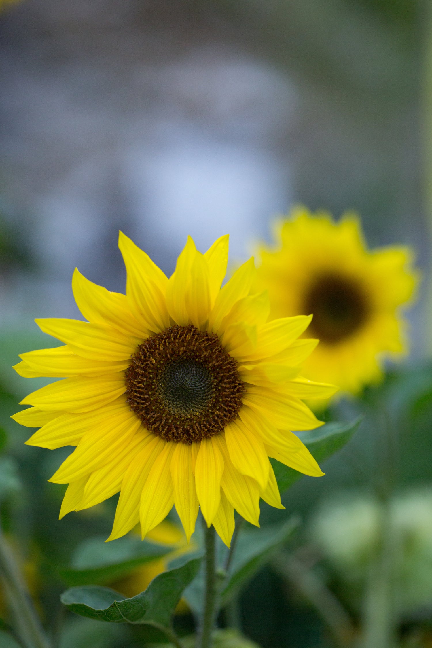 Flower Seed