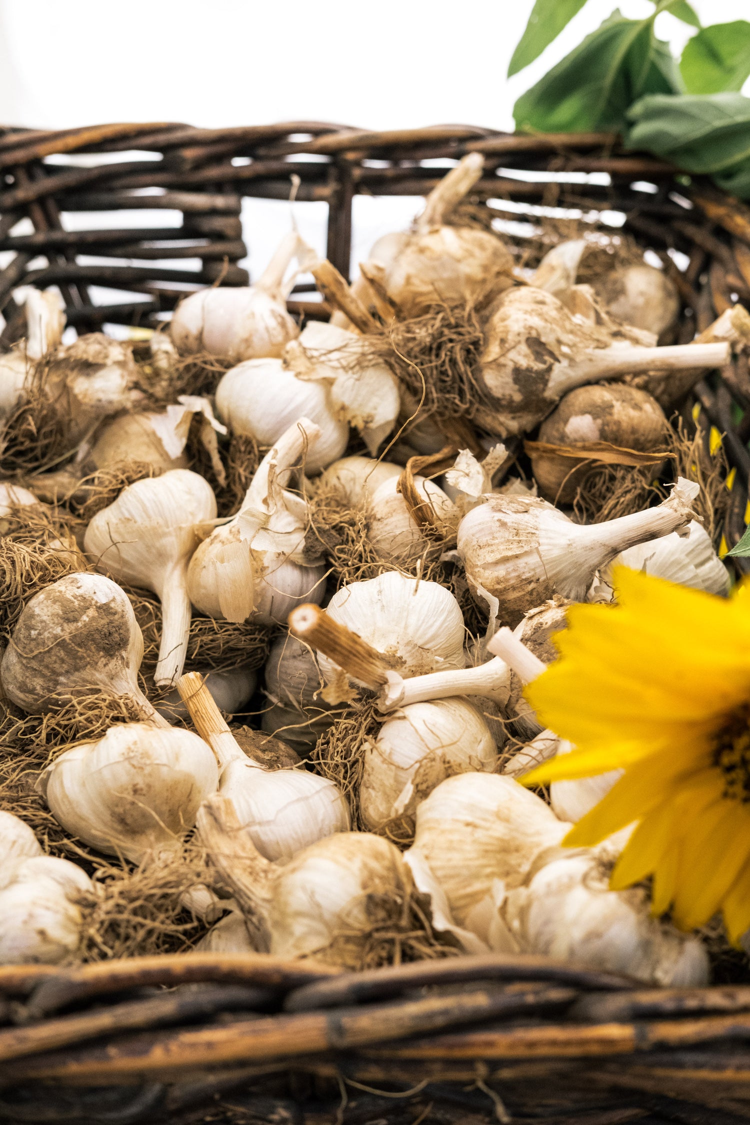 Garlic