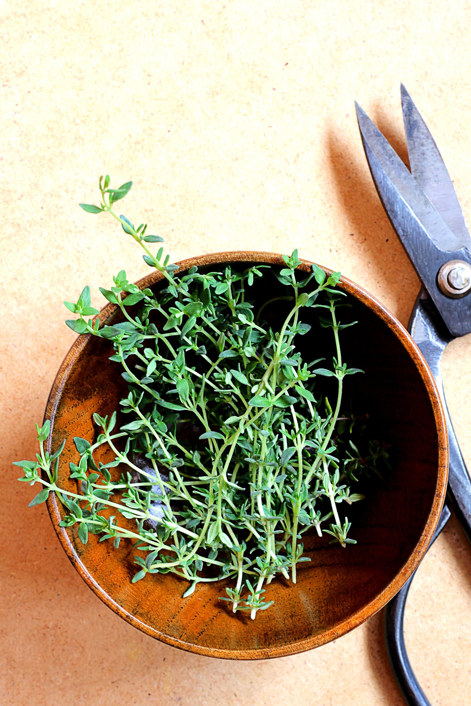 Herb Seeds