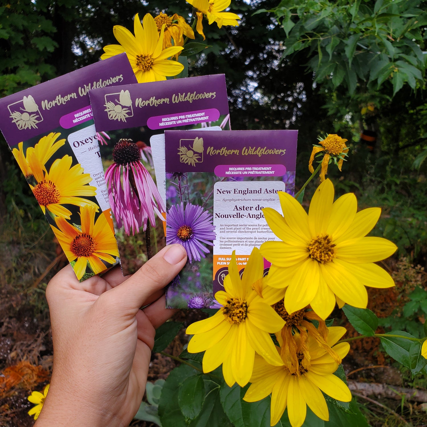 Northern Wildflowers Seed