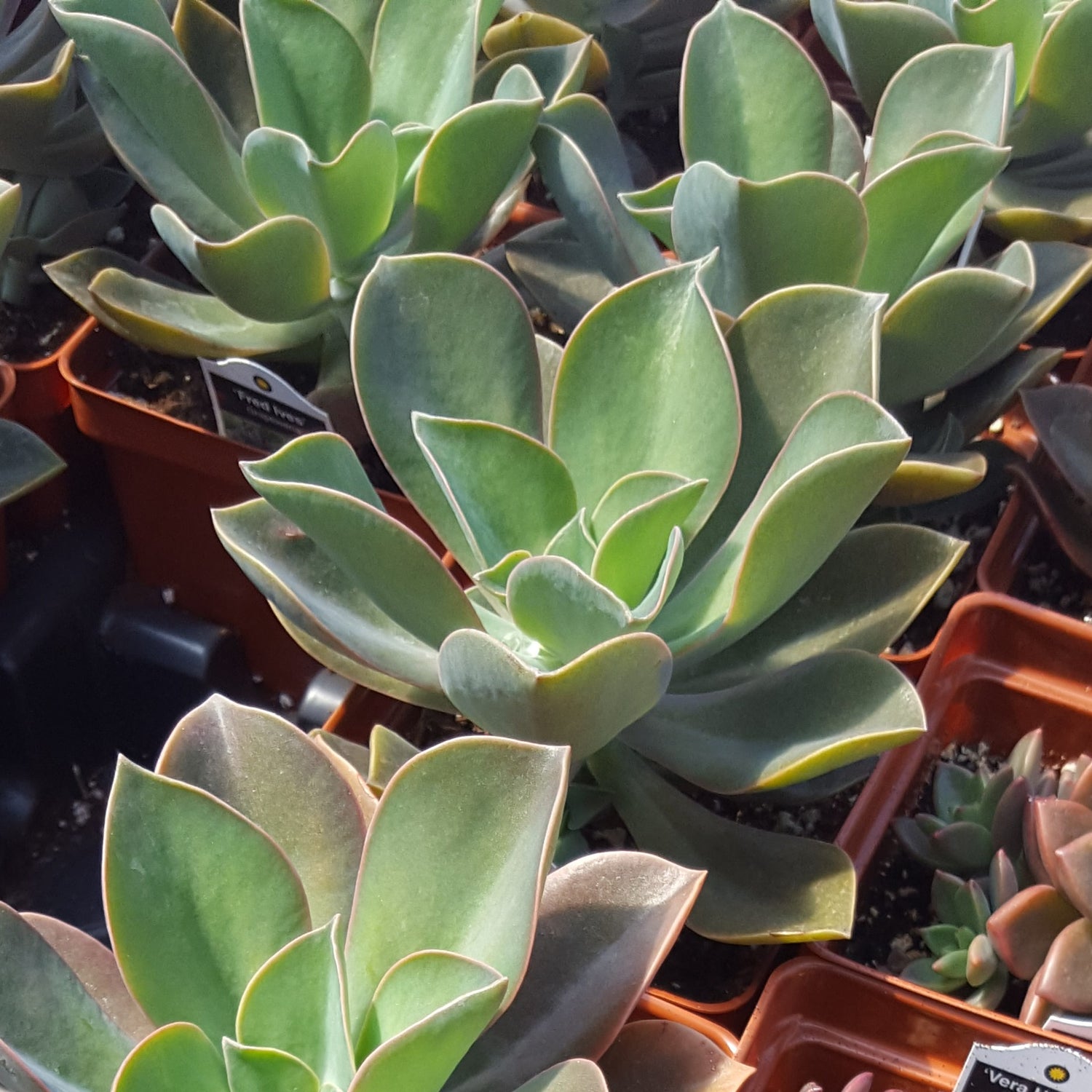 succulents