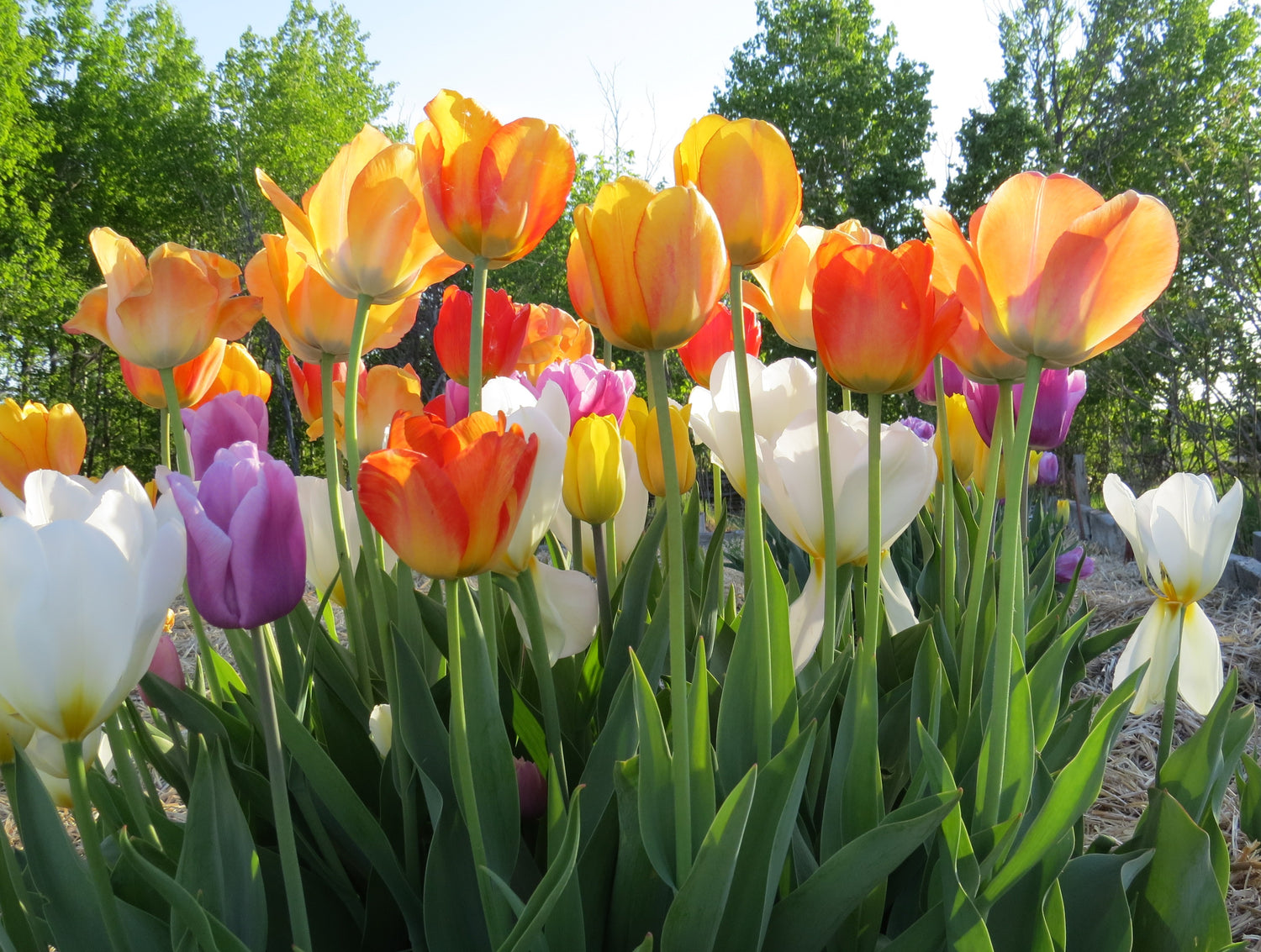 Fall Bulbs