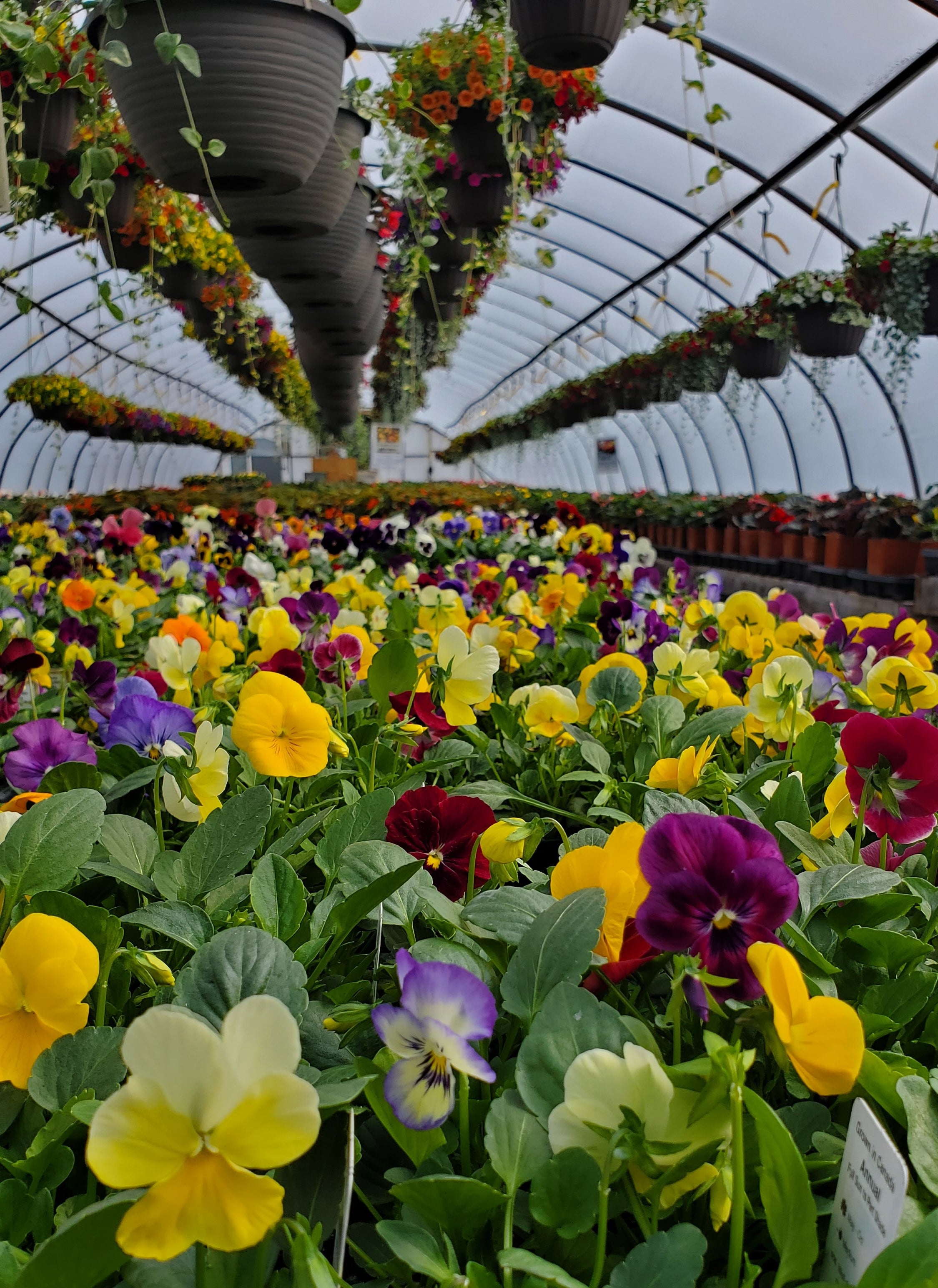 Sudbury Garden Center &amp; Plant Nursery – Southview Greenhouse Growers