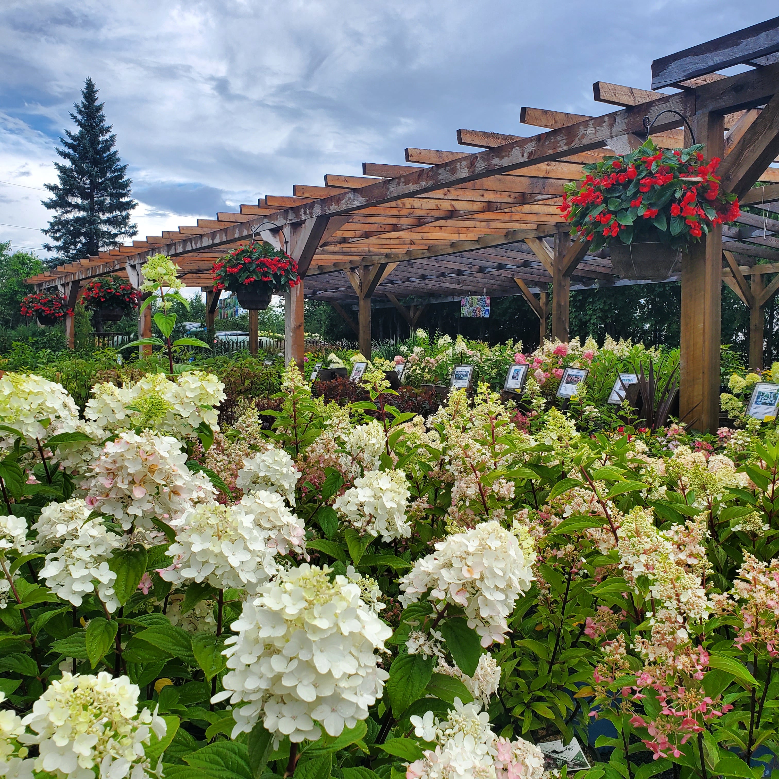 hardy hydrangeas at southview greenhouse 