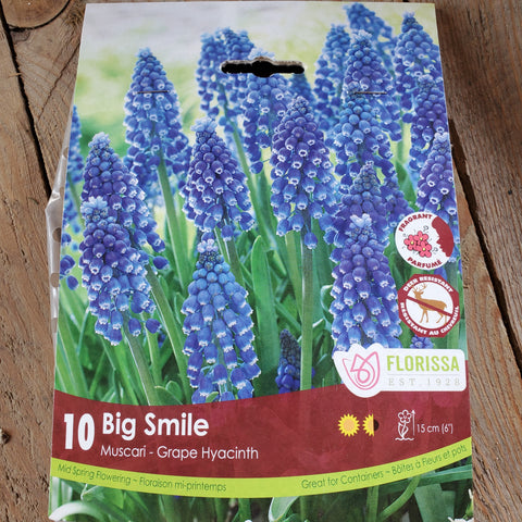 Big Smile Grape Hyacinth - Pack of 10