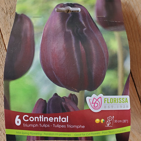 Continental Triumph Tulip - Pack of 6