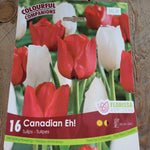 Canadian Eh! Tulips - Pack of 16