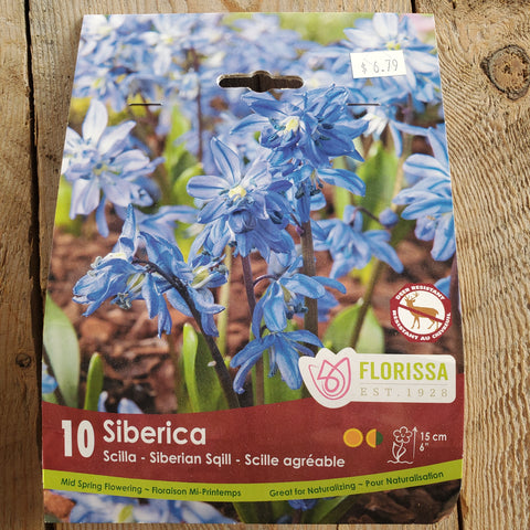 Sibirica Scilla Pack of 10