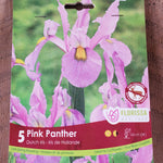 Pink Panther Dutch Iris - Pack of 5