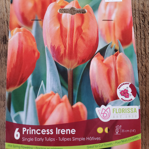 Princess Irene Tulip - Pack of 6