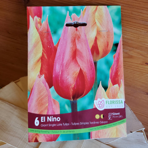 El Nino Tulip Pack of 6