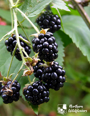Wild Blackberry - Northern Wildflowers Seed Pack