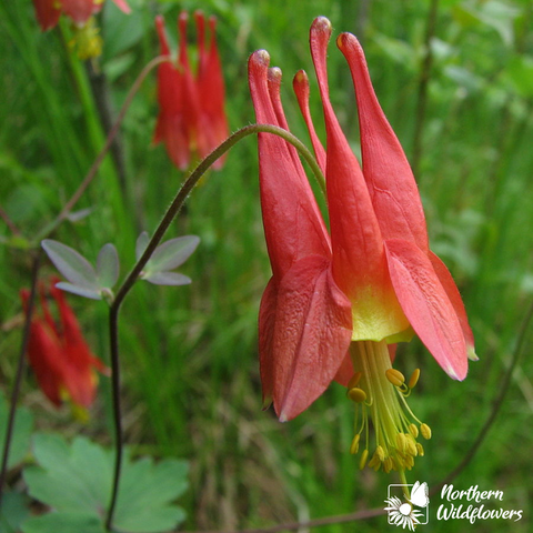 Wild Columbine - Northern Wildflowers Seed Pack