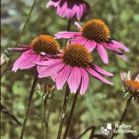 Purple Coneflower - Northern Wildflowers Seed Pack