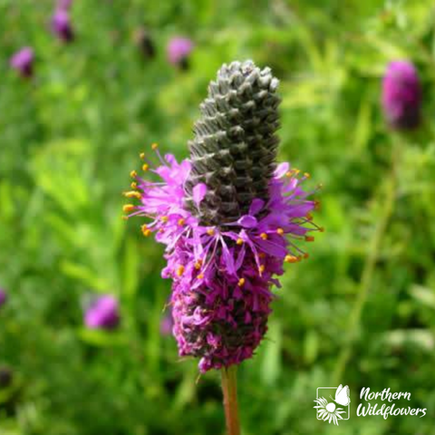 Purple Prairie Flower - Northern Wildflowers Seed Pack