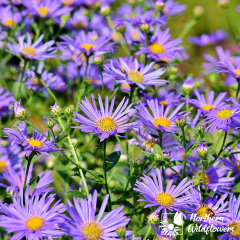 New England Aster - Northern Wildflowers Seed Pack