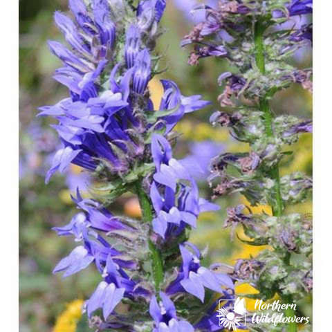 Great Blue Lobelia - Northern Wildflowers Seed Pack