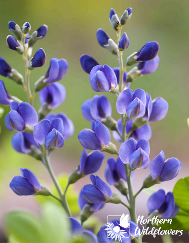 Blue Wild Indigo - Northern Wildflowers Seed Pack