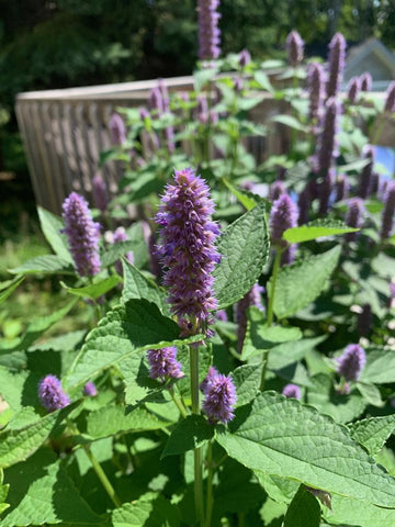 Anise Hyssop - Northern Wildflowers Seed Pack