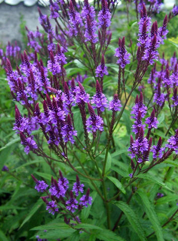 Blue Vervain  - Northern Wildflowers Seed Pack