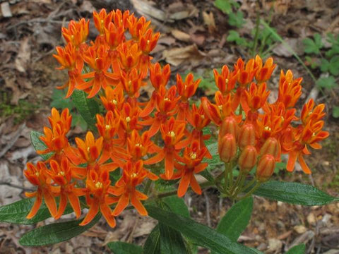 Butterfly Milkweed - Northern Wildflowers Seed Pack