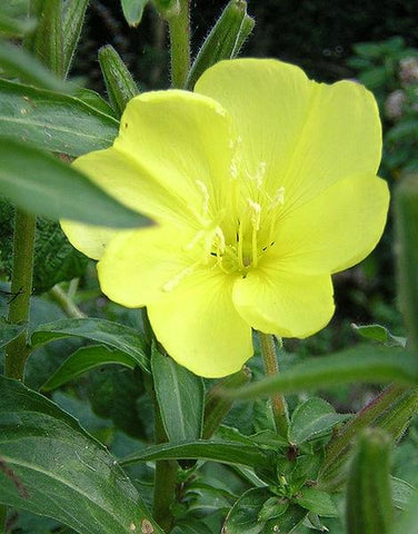 Common Evening Primrose - Northern Wildflowers Seed Pack