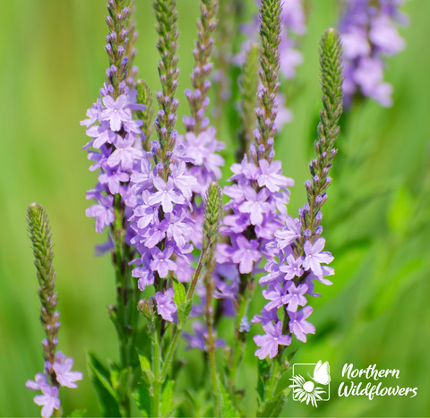 Hoary Vervain - Northern Wildflowers Seed Pack