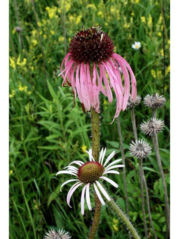 Pale Purple Coneflower - Northern Wildflowers Seed Pack