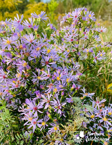 Smooth Blue Aster - Northern Wildflowers Seed Pack