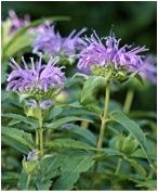 Wild Bergamot - Northern Wildflowers Seed Pack